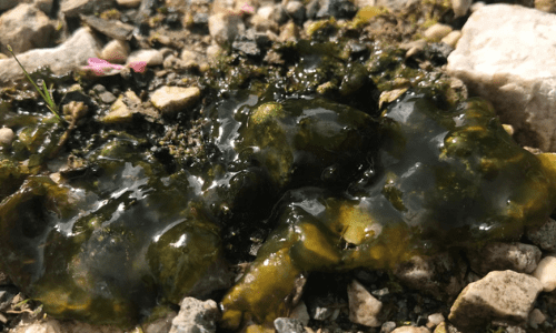 cyanobacteries-benthiques