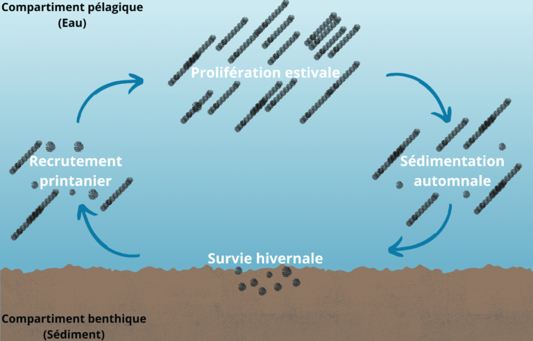 Schéma-cycle-de-vie-cyanobactéries