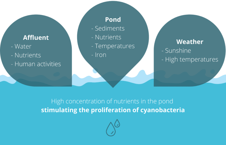 Cyanobacteria development factors
