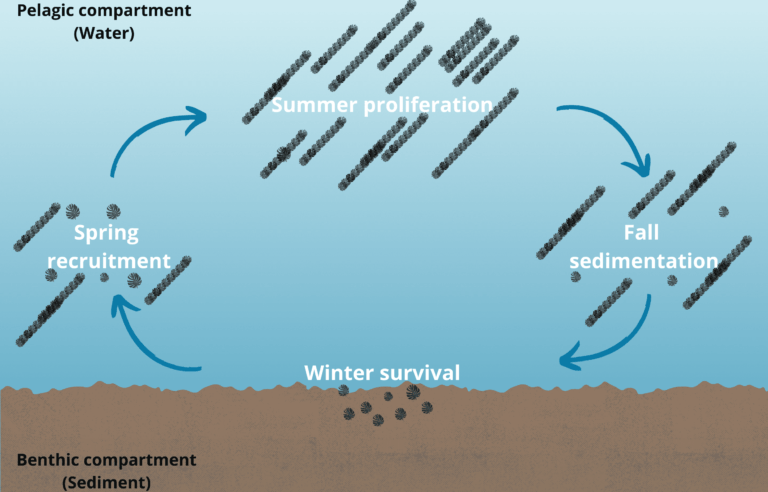 Cyanobacterial life cycle